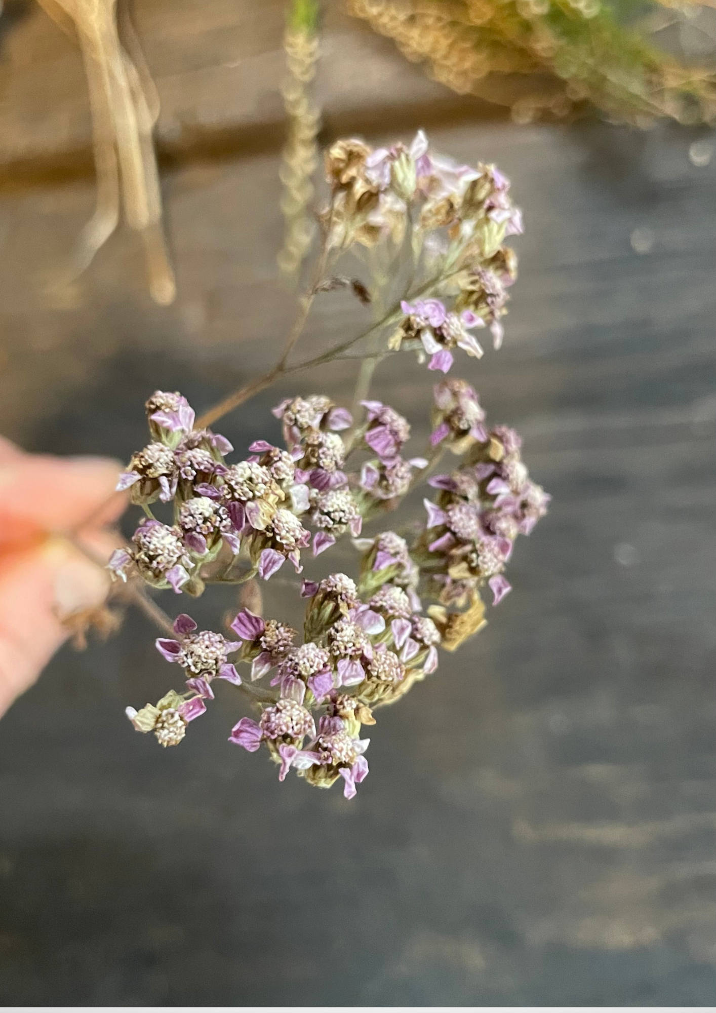 Achillea Element